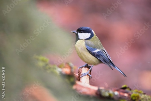A beautiful great tit sitting on the branch. Portrait of a common titmouse. Parus major