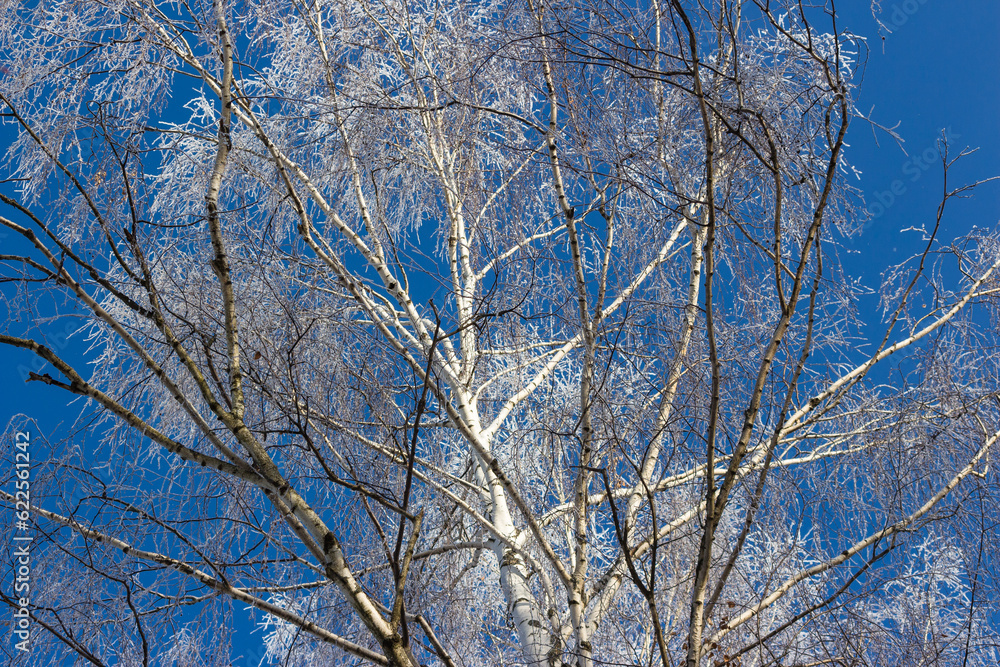 Branches of a birch crown covered with white frost on a frosty winter day. Trees on the background of blue sky in winter Branches of a birch crown covered with white frost on a frosty winter day. Trees on the background of blue sky in winter