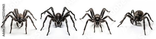 Halloween spiders isolated on white set halloween concept