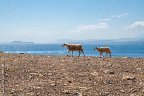 Sheep walking on the shore, Kolymvari (Kolymbari), Platanias, Crete, Greece