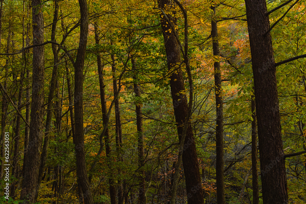 Obraz premium 숲속