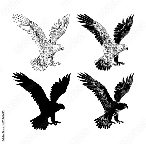 hand drawn eagle illustration with various look