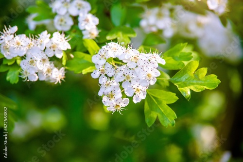 White hawthorn flowers on a green natural background 