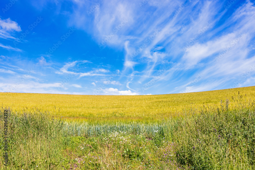 Cornfield in the countryside with a blue sky