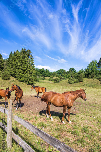 Riding horses in a pasture at the countryside