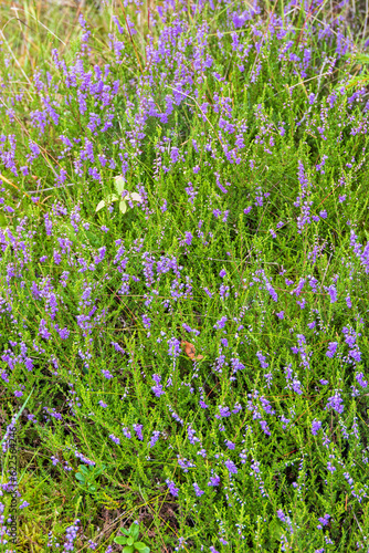 Flowering heather on the ground photo