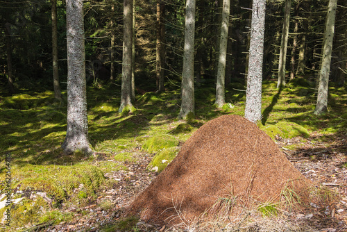 Fotografie Big anthill in the forest a sunny summer day