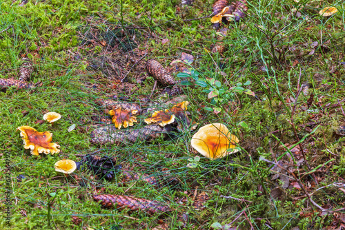 False chanterelle growing on the forest floor photo