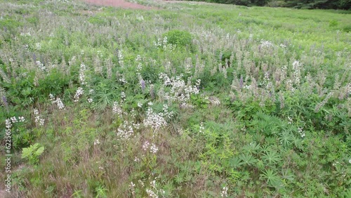 Aerial, low altitude, video of a meadow with wild grass and wild flowers, Cranston RI. photo