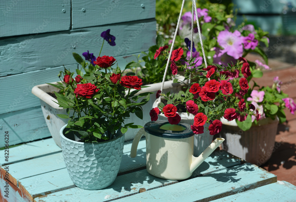 Beautiful flowers of rose and petunia outside in the garden. Vintage home gardening and planting objects, botanical still life with summer and spring plants