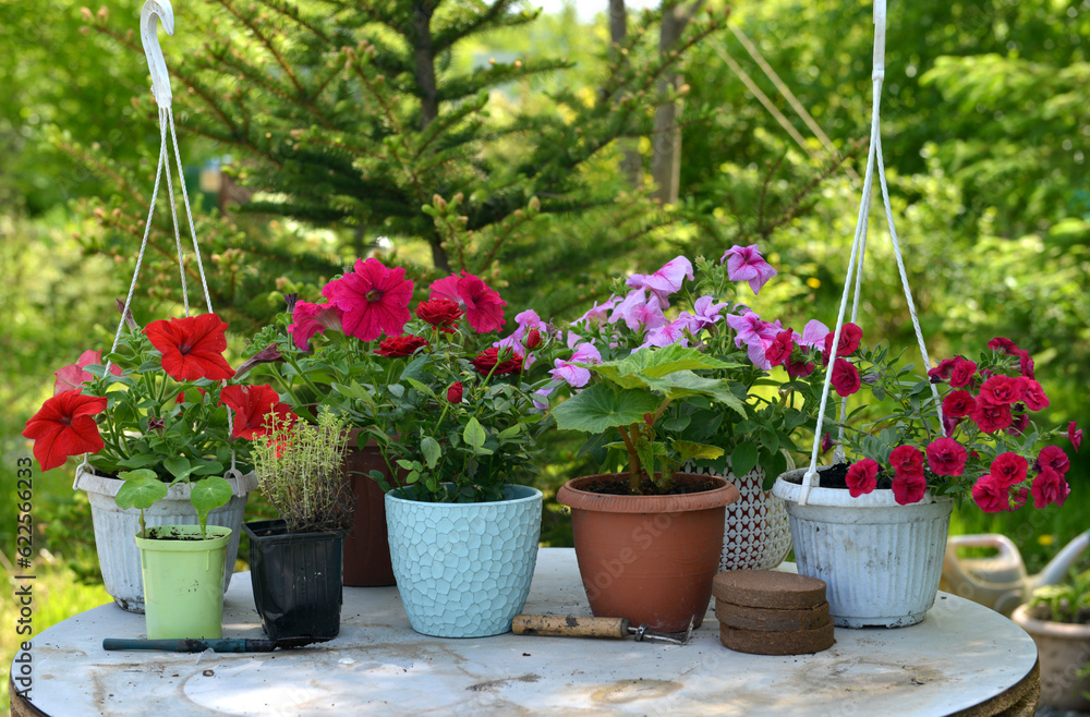 Beautiful flowers of petunia and rose in pots outside in the garden. Vintage home gardening and planting objects, botanical still life with summer and spring plants Beautiful flowers of petunia and rose in pots outside in the garden. Vintage home gardening and planting objects, botanical still life with summer and spring plants