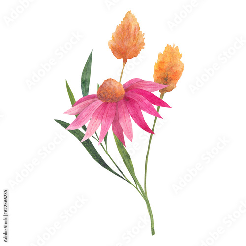 Fototapeta Naklejka Na Ścianę i Meble -  Bouquet with gold poppy flower Eschscholzia, echinacea with dried flowers. Hand drawn watercolor illustration isolated on white background to design invitations, postcards and other print