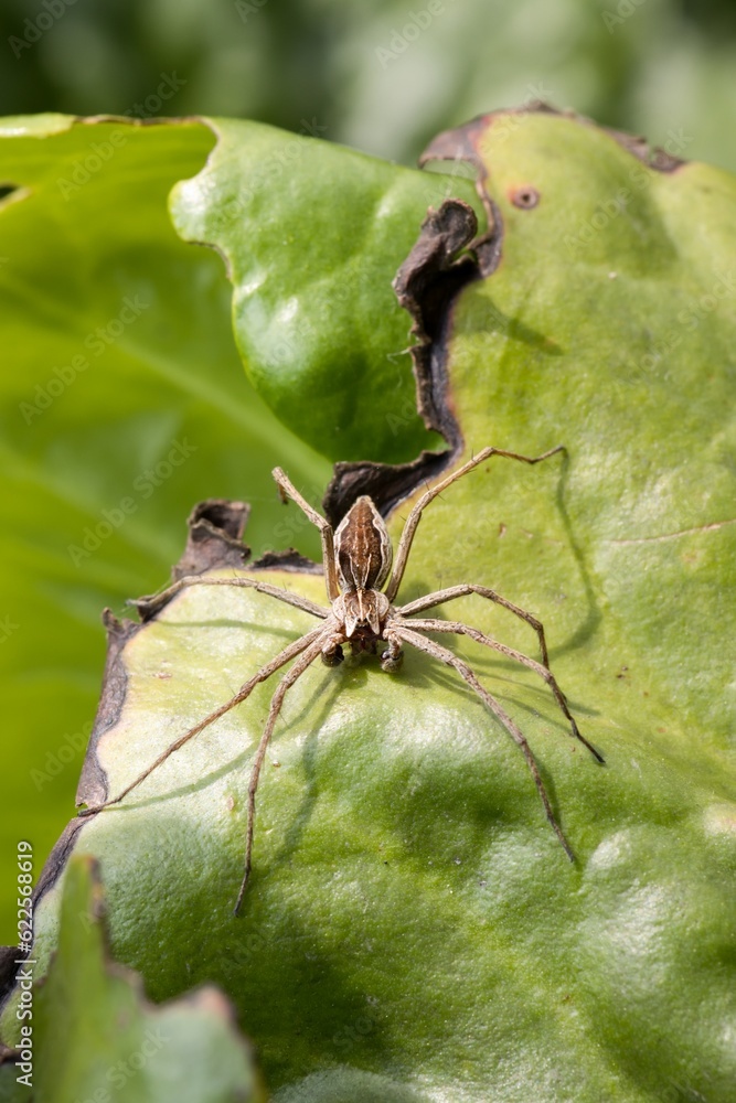 Nursery web spider (Pisaura mirabilis) sitting on a green leaf. Close up. Nursery web spider (Pisaura mirabilis) sitting on a green leaf. Close up.