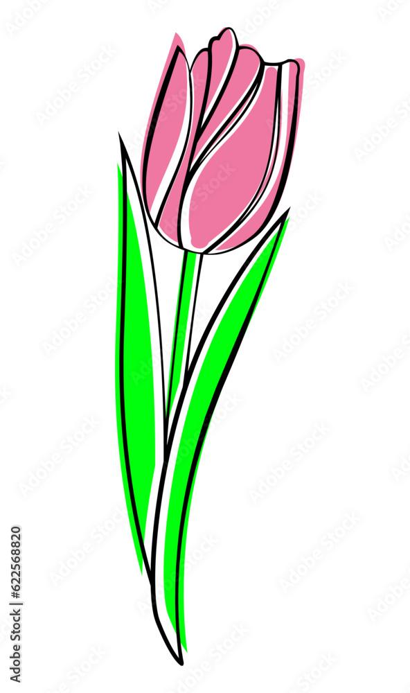 Tulip isolated on white background. Tulip drawing by hand. Vector illustration.