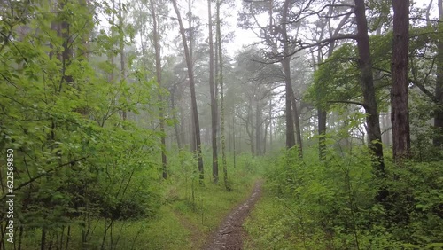 Wallpaper Mural Green Foggy Forest Walk in 4K: A Serene and Surreal Nature Experience Torontodigital.ca