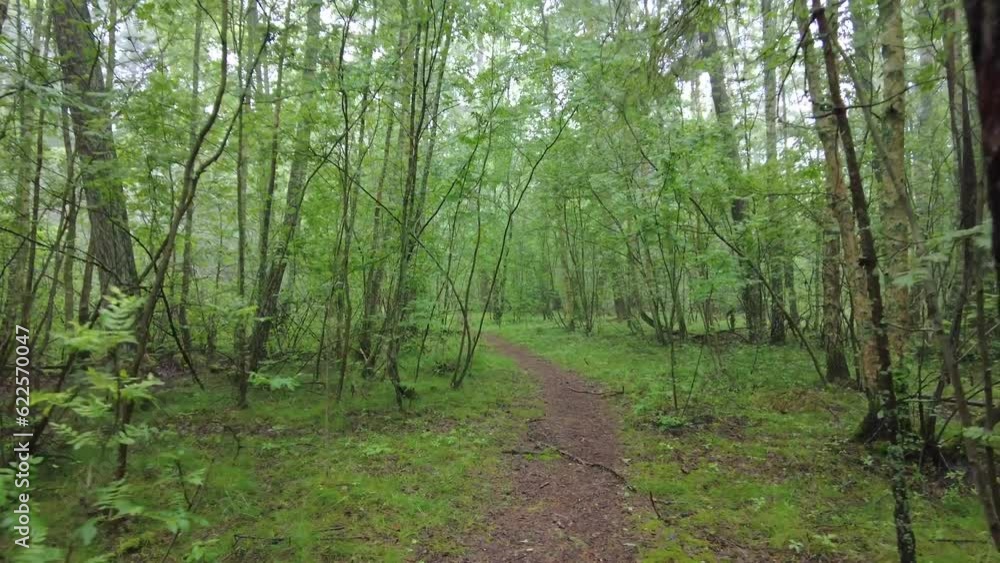 Green Foggy Forest Walk in 4K: A Serene and Surreal Nature Experience Green Foggy Forest Walk in 4K: A Serene and Surreal Nature Experience