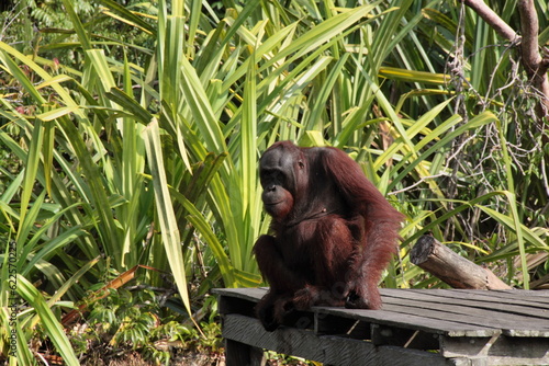 pongo pygmaeus in borneo river 