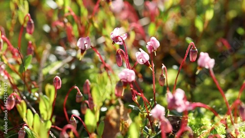 Vaccinium oxycoccos. Cranberry blooming in a swamp in the Russian Arctic photo