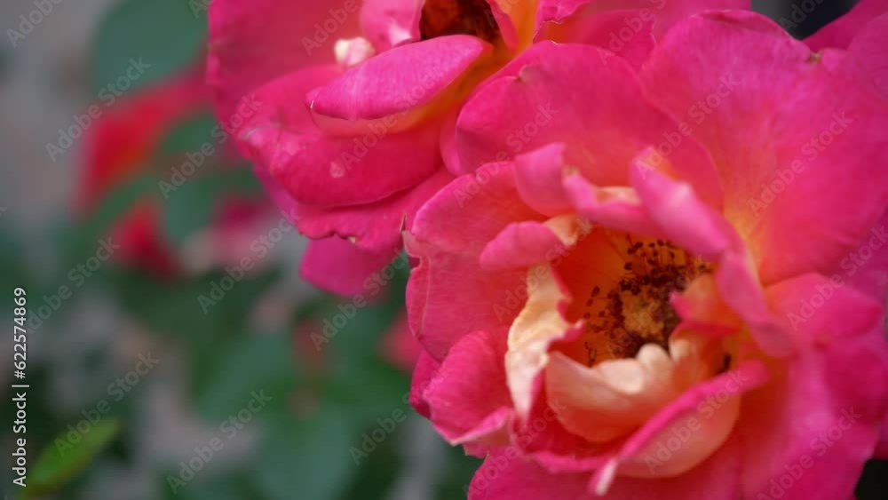 Pink red roses. Bush in the garden. Rosebud. Summer flower petals. Rose bud in nature. Branch and leaves. Botanical plant. Pink red roses. Bush in the garden. Rosebud. Summer flower petals. Rose bud in nature. Branch and leaves. Botanical plant.