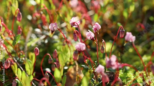 Vaccinium oxycoccos. Wild cranberry bushes with flowers on a sunny summer day in Siberia photo