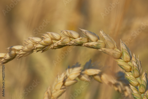 ear of wheat close-up