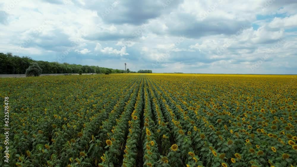 Top Down View Of A Sunflower Field With Yellow Big Flowers, Green Leaves And Blue Sky With Thick White Clouds In The Background Top Down View Of A Sunflower Field With Yellow Big Flowers, Green Leaves And Blue Sky With Thick White Clouds In The Background