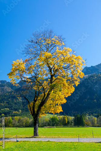 Germany, Bavaria, Schwangau, small town, road, autumn, trees, distant mountains, grass,