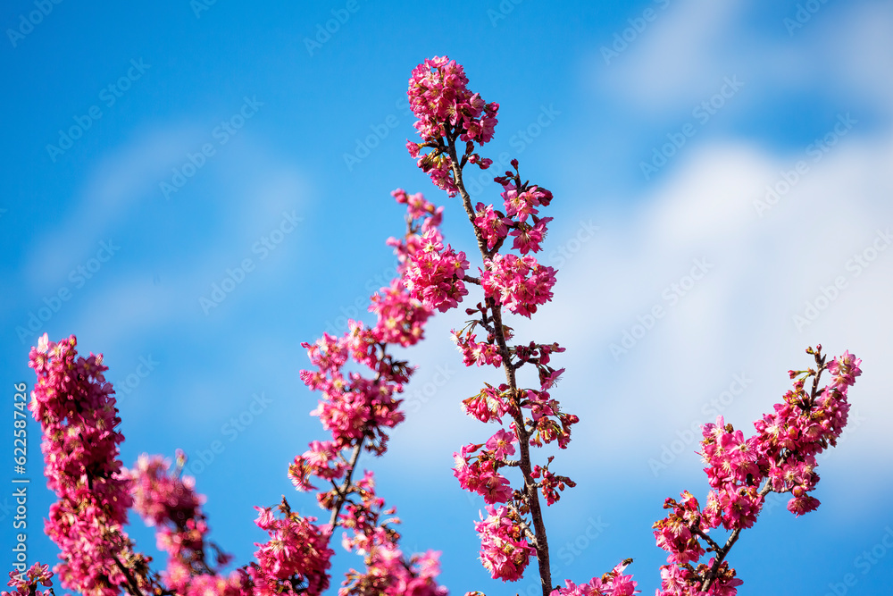 Bright pink blossoms of a flowering Millennium Cherry (Prunus ‘Yvonne Matthies’ - a hybrid of p. avium and p. campanulata) against a blue sky Bright pink blossoms of a flowering Millennium Cherry (Prunus ‘Yvonne Matthies’ - a hybrid of p. avium and p. campanulata) against a blue sky