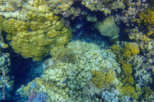 little and large corals in the reef from the red sea in egypt