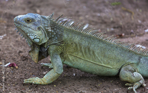 Iguana © Galyna Andrushko