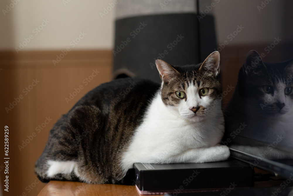 リラックスする猫 キジトラ白 リラックスする猫 キジトラ白