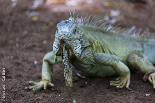 Wallpaper Mural Iguana Torontodigital.ca