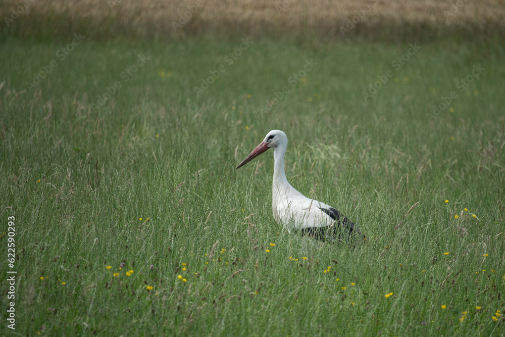Obraz premium Weißstorch bei der Futtersuche in einer Wiese