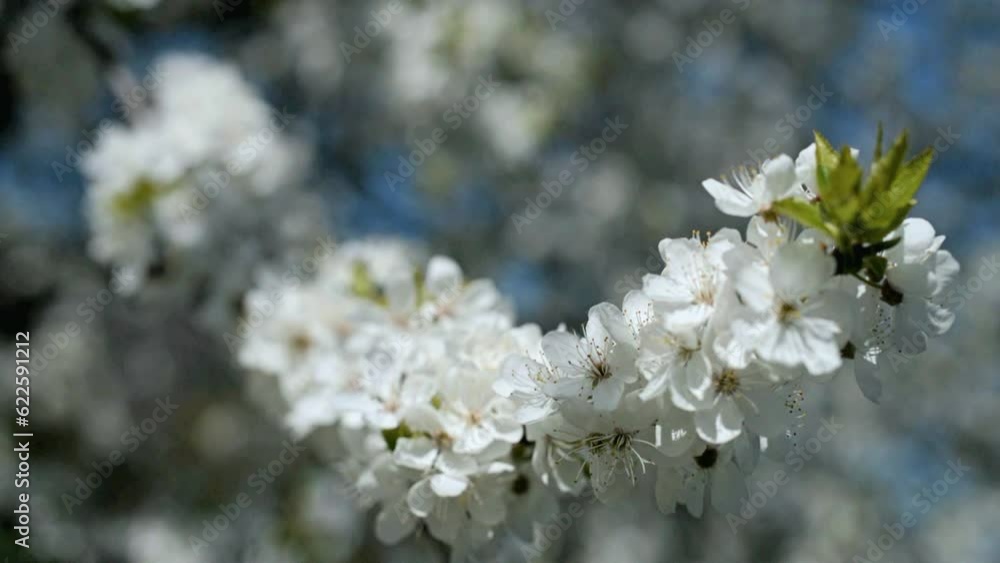 Cherry blossom branch in the garden in spring
Cherry blossom branch in the garden in spring