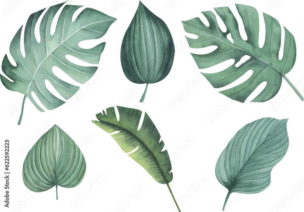Set of tropical palm leaves isolated without background. Watercolor exotic plant. Hand drawing botanical illustration. jungle design