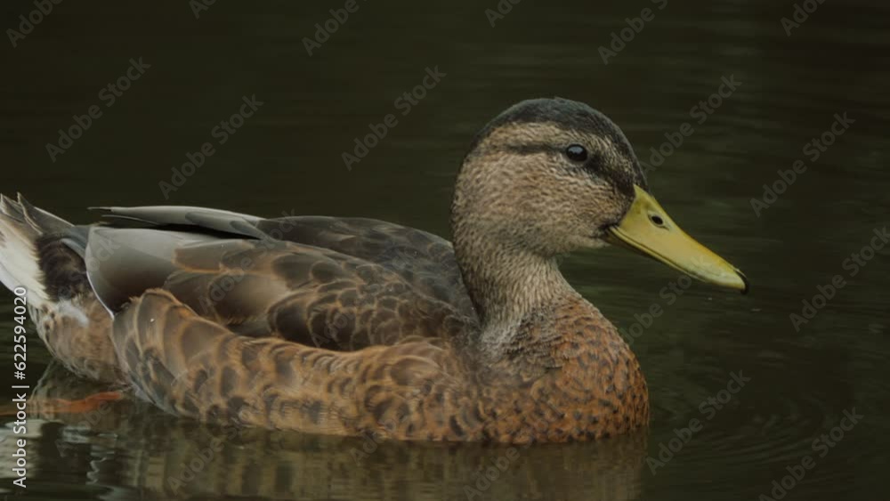 Duck. Platyrhynchos. Mallard duck. Anas Duck cleaning itself during a sunny day. Duck in wildlife on a river. Duck. Platyrhynchos. Mallard duck. Anas Duck cleaning itself during a sunny day. Duck in wildlife on a river.