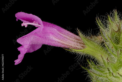 Wild Basil (Clinopodium vulgare). Flower Closeup photo