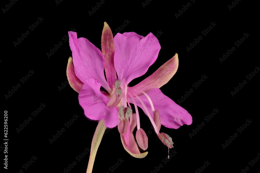 Rosebay Willowherb (Epilobium angustifolium). Flower Closeup Rosebay Willowherb (Epilobium angustifolium). Flower Closeup