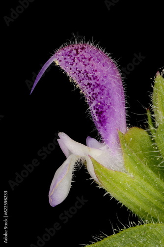 Foto Annual Clary (Salvia viridis). Flower Closeup
