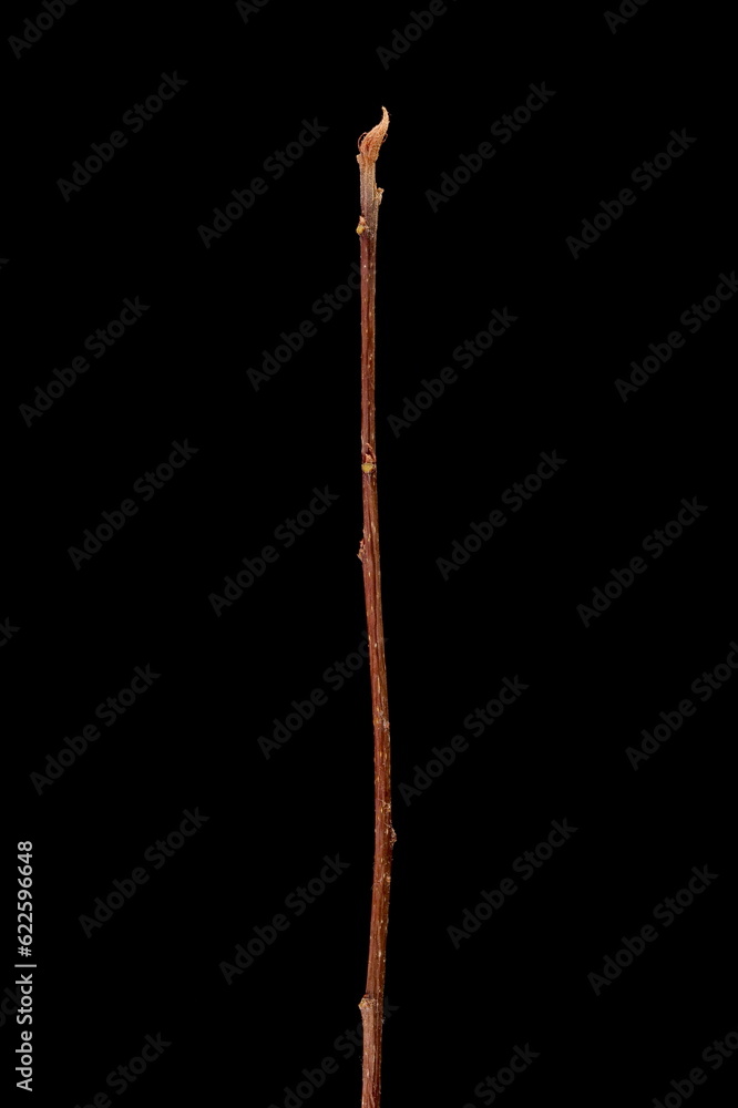 Alder Buckthorn (Frangula alnus). Wintering Twig Closeup