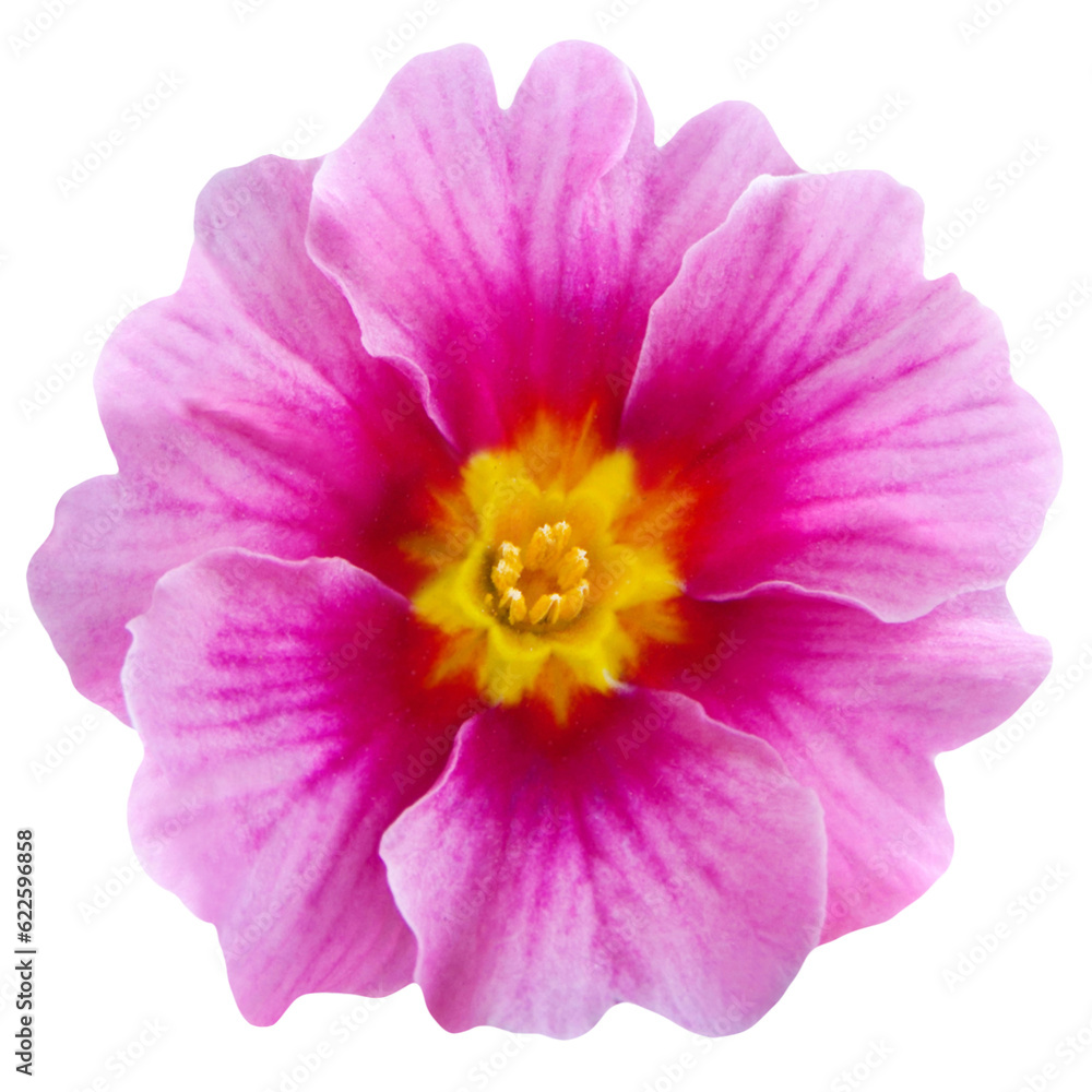 Fototapeta premium Pink Primrose isolated on white background