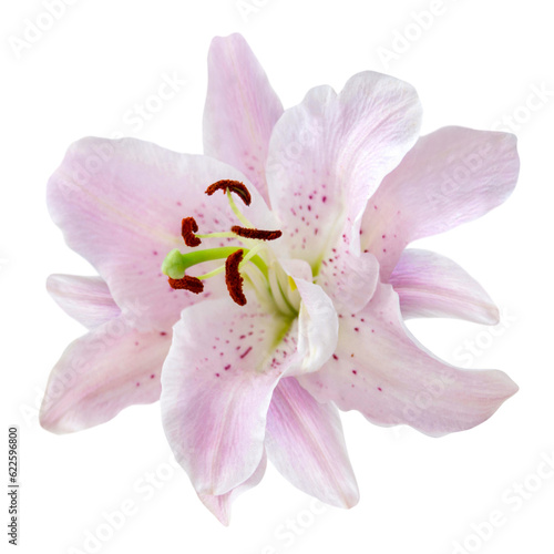 Pink Lily isolated on white background