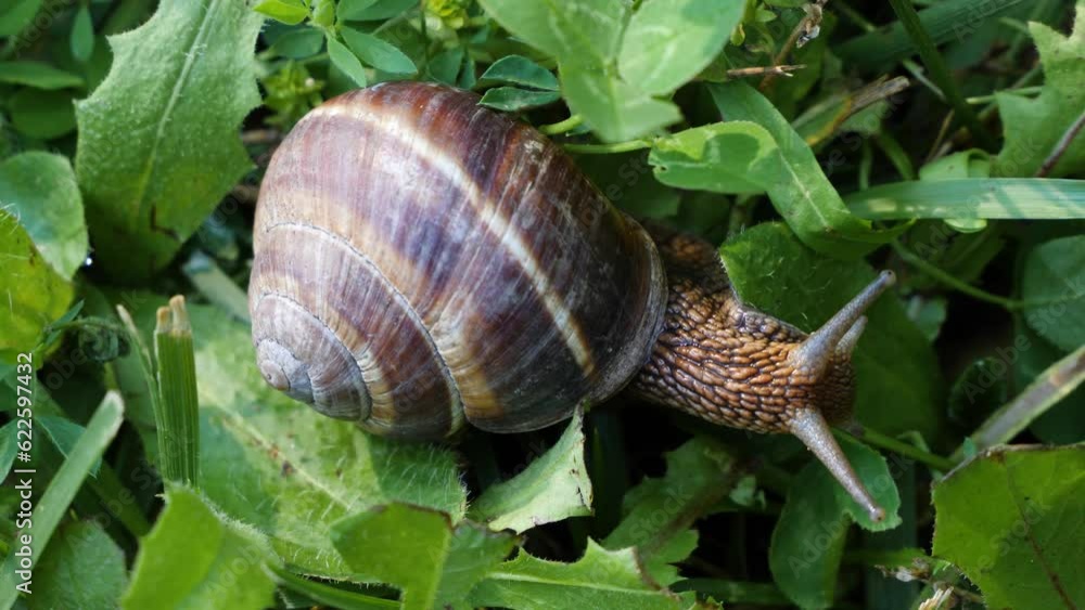 Snail Crawling Top View Closeup On Green Grass And Leaves Sunny Day Summer Organic Environment