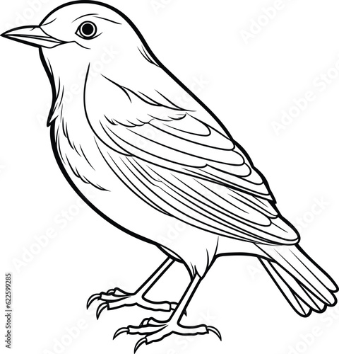  Blackbird coloring pages vector animals