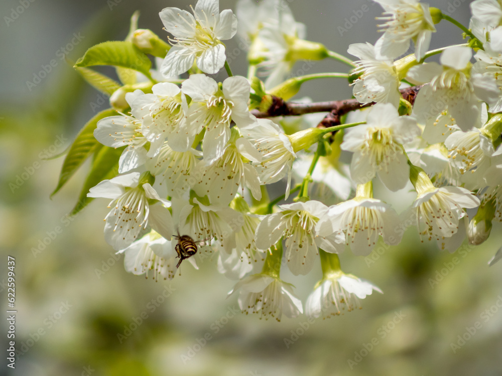 White Wild Himalayan Cherry with bees White Wild Himalayan Cherry with bees