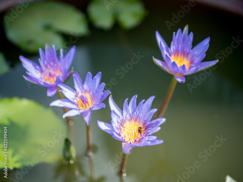 Purple lotus flower in full bloom with little bee.