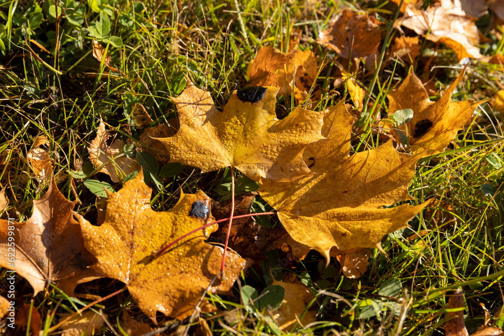 Yellowing maple foliage in the autumn season