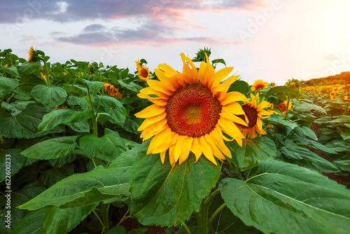 Beautiful sunflower field, growing plant, agricultural area on a warm summer day