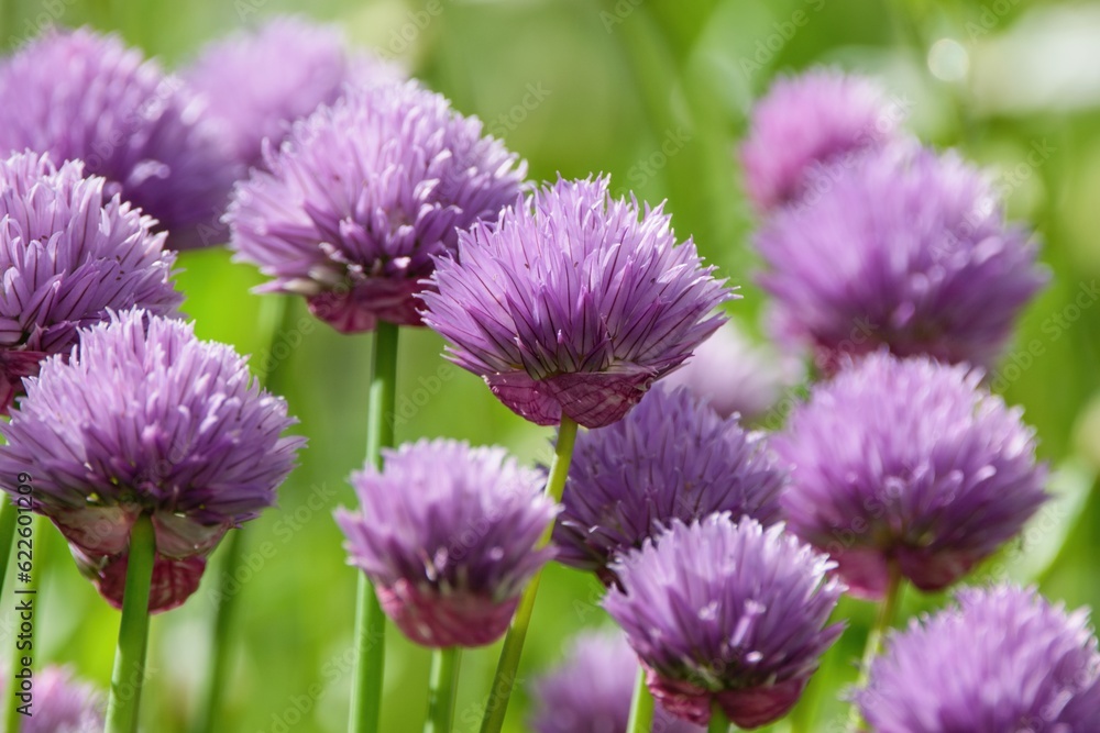 Allium Schoenoprasum blooming- Wild Chives, Flowering Onion, Garlic Chives, Chinese Chives, Schnittlauch Allium Schoenoprasum blooming- Wild Chives, Flowering Onion, Garlic Chives, Chinese Chives, Schnittlauch