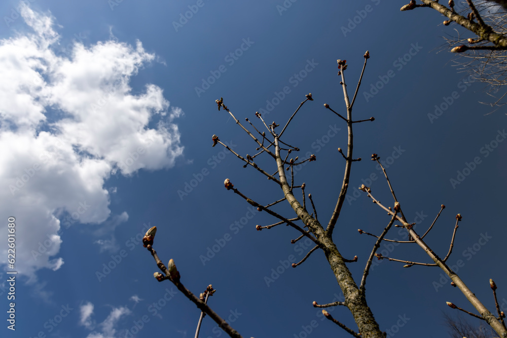 deciduous trees in sunny weather in early spring deciduous trees in sunny weather in early spring
